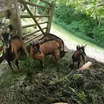 Farm stay Panoramahof Gupf Grobming