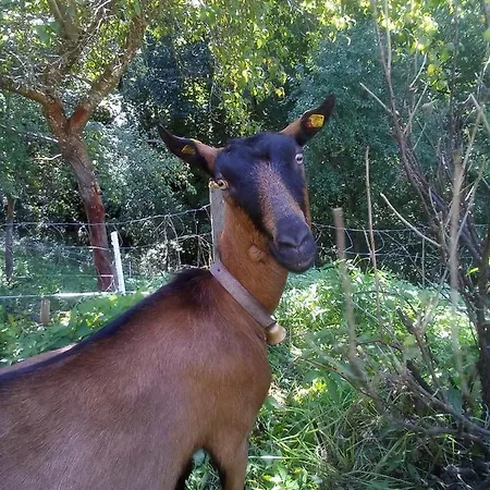 Panoramahof Gupf غوربمينغ