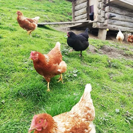 Panoramahof Gupf Séjour à la ferme