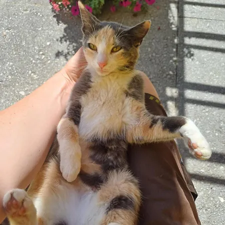 Panoramahof Gupf Grobming