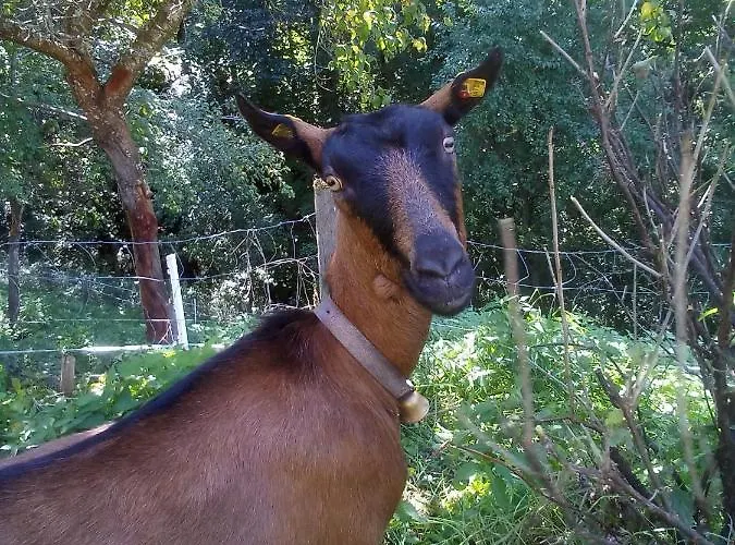 Panoramahof Gupf Grobming