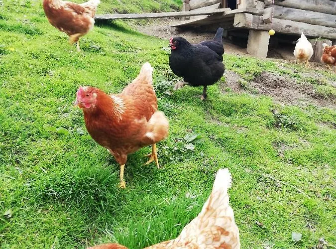 Panoramahof Gupf Vakantieboerderij