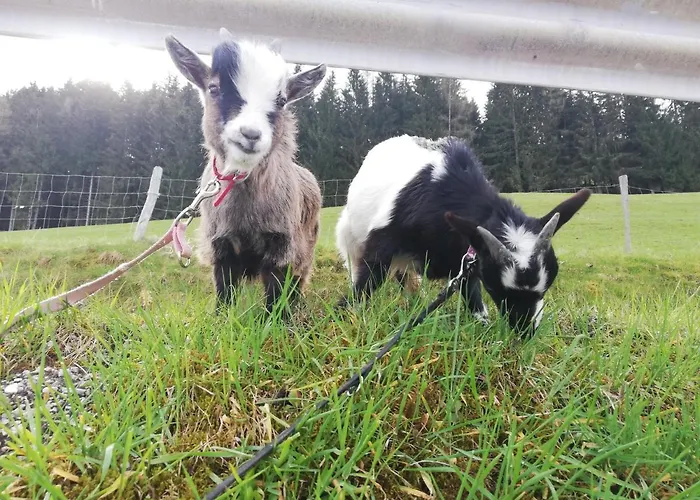 Vakantieboerderij Panoramahof Gupf *