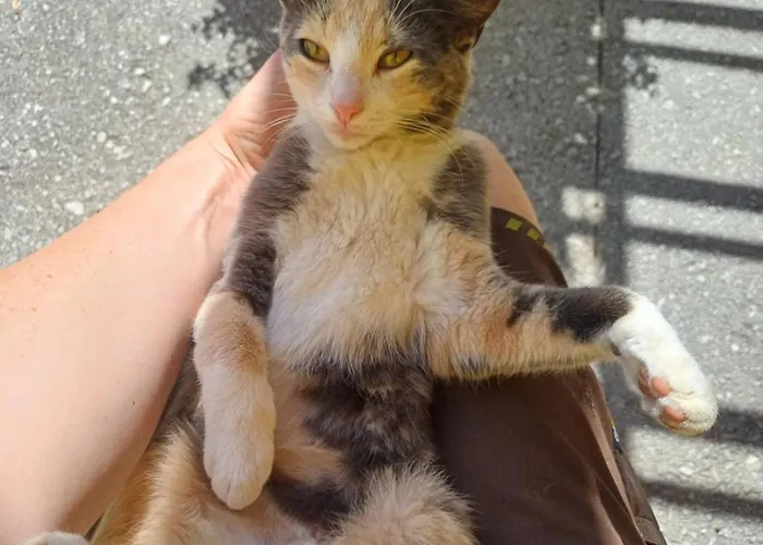 Panoramahof Gupf Grobming