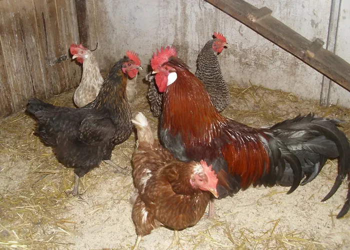 Panoramahof Gupf * Grobming